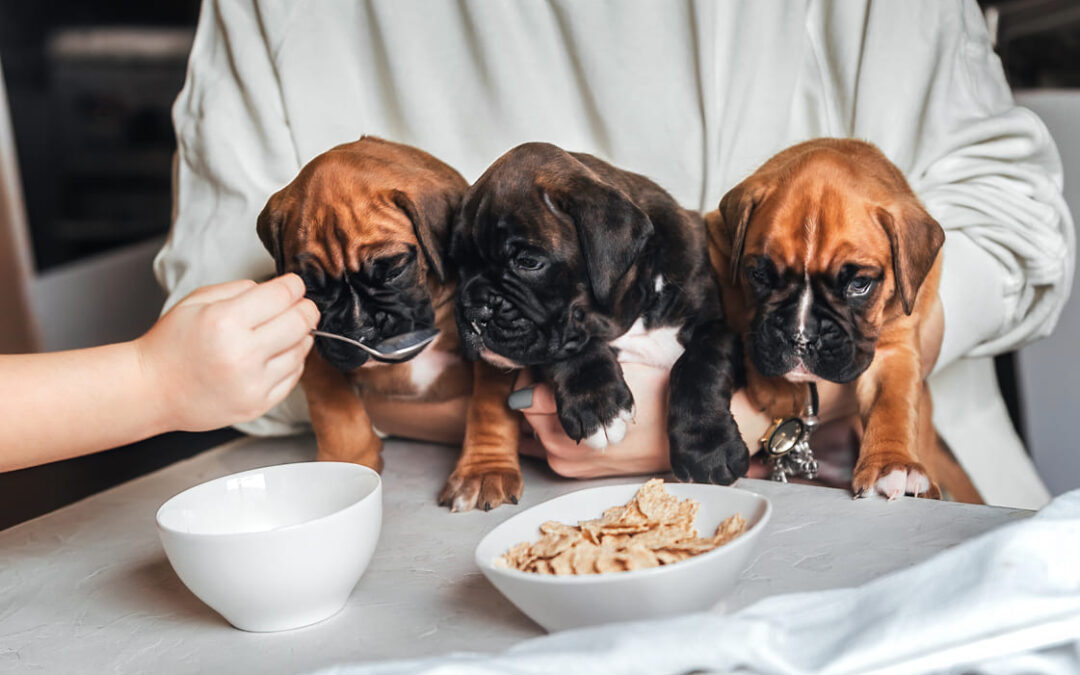 Cómo alimentar a un cachorro de forma saludable